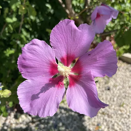 فيلة Santolina ماسلينتسا
