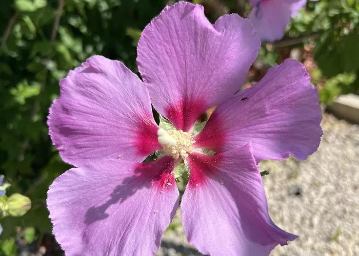 Villa Santolina Maslenica