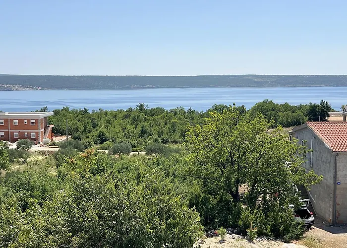 Santolina * Maslenica